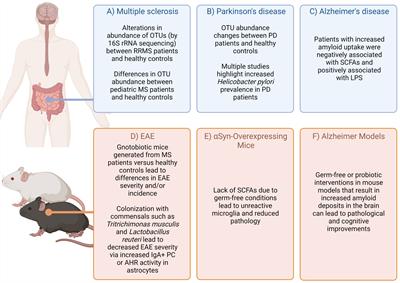 The Impact of IgA and the Microbiota on CNS Disease